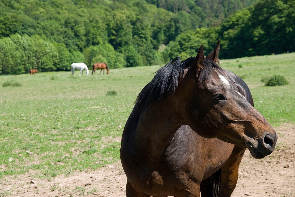 Konik