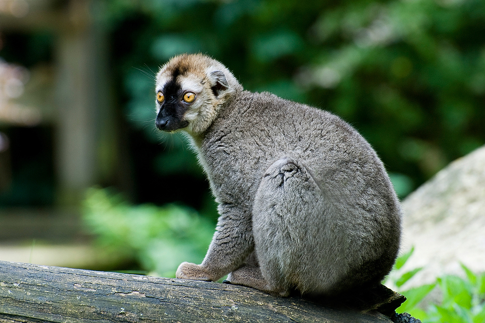 Lemur