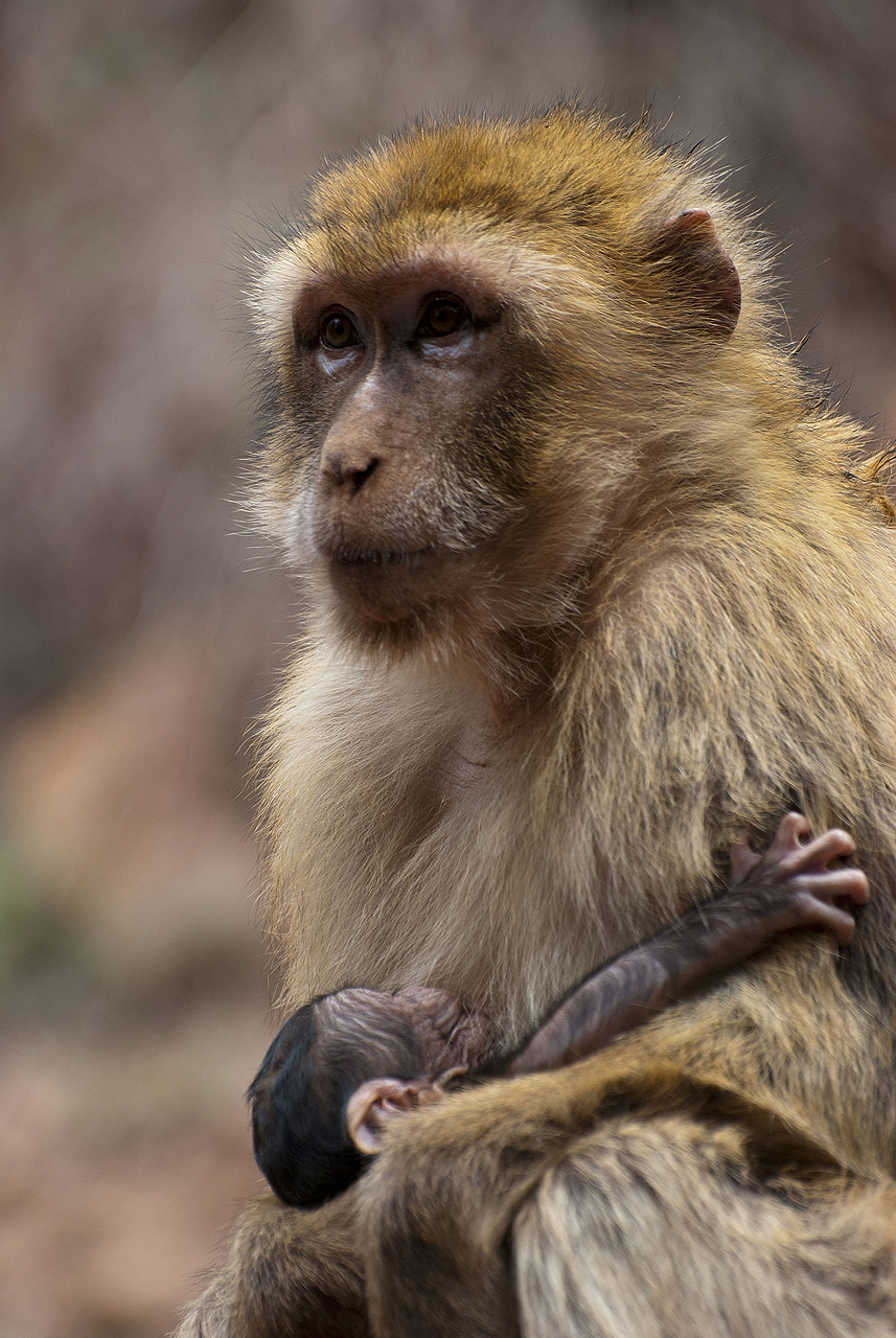 Cascades d'Ouzoud - Monkey