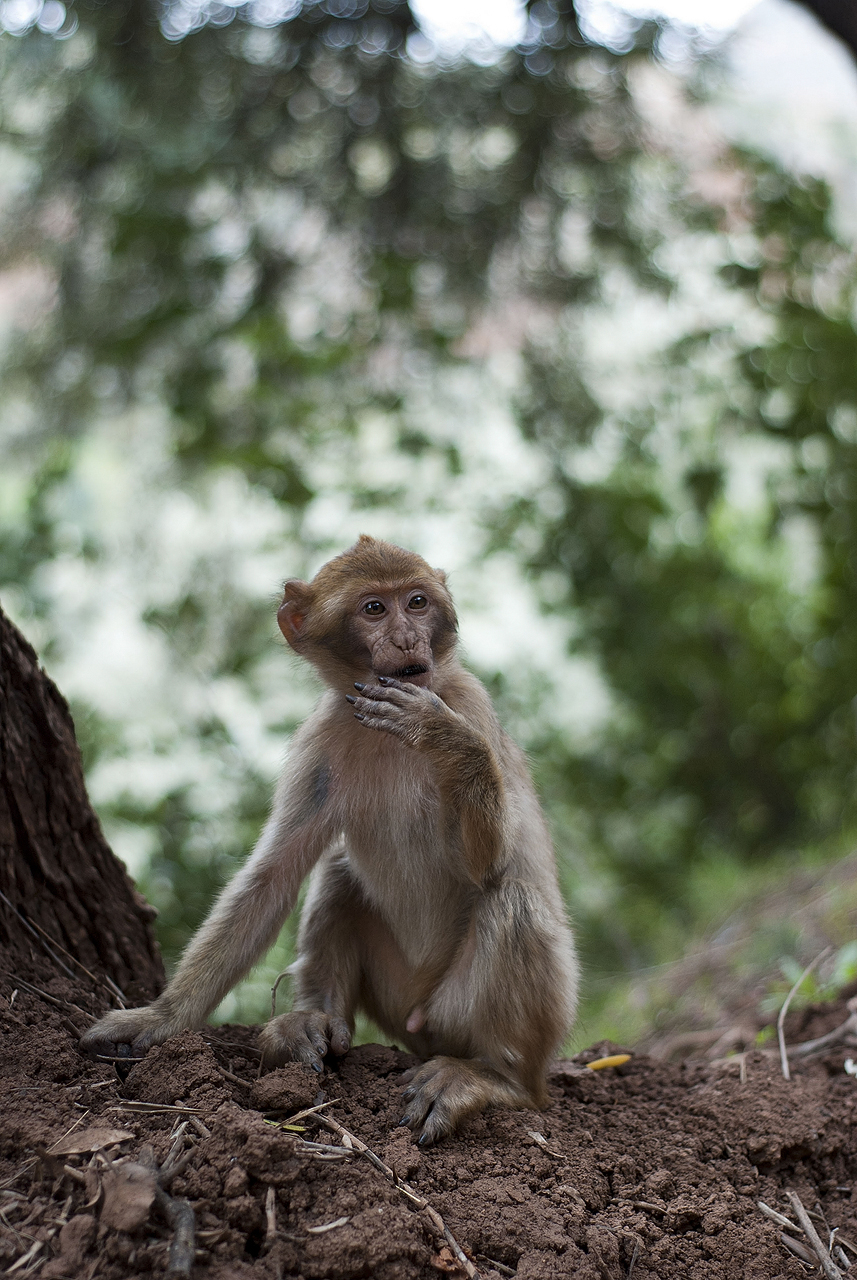 Cascades d'Ouzoud - Monkey