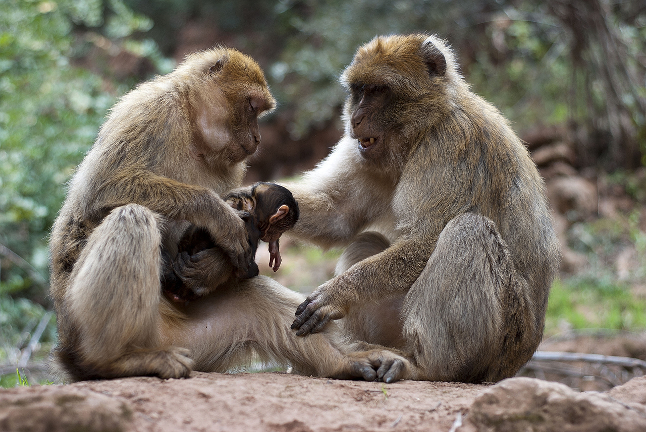 Cascades d'Ouzoud - Monkey