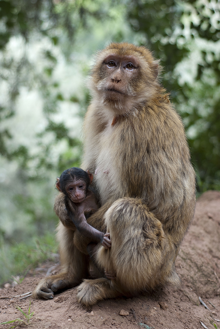 Cascades d'Ouzoud - Monkey