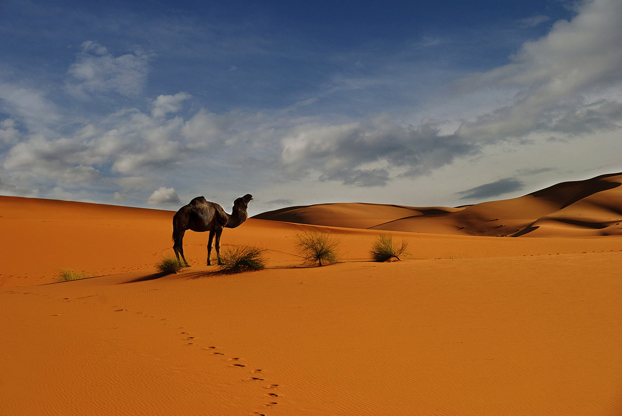 Merzouga