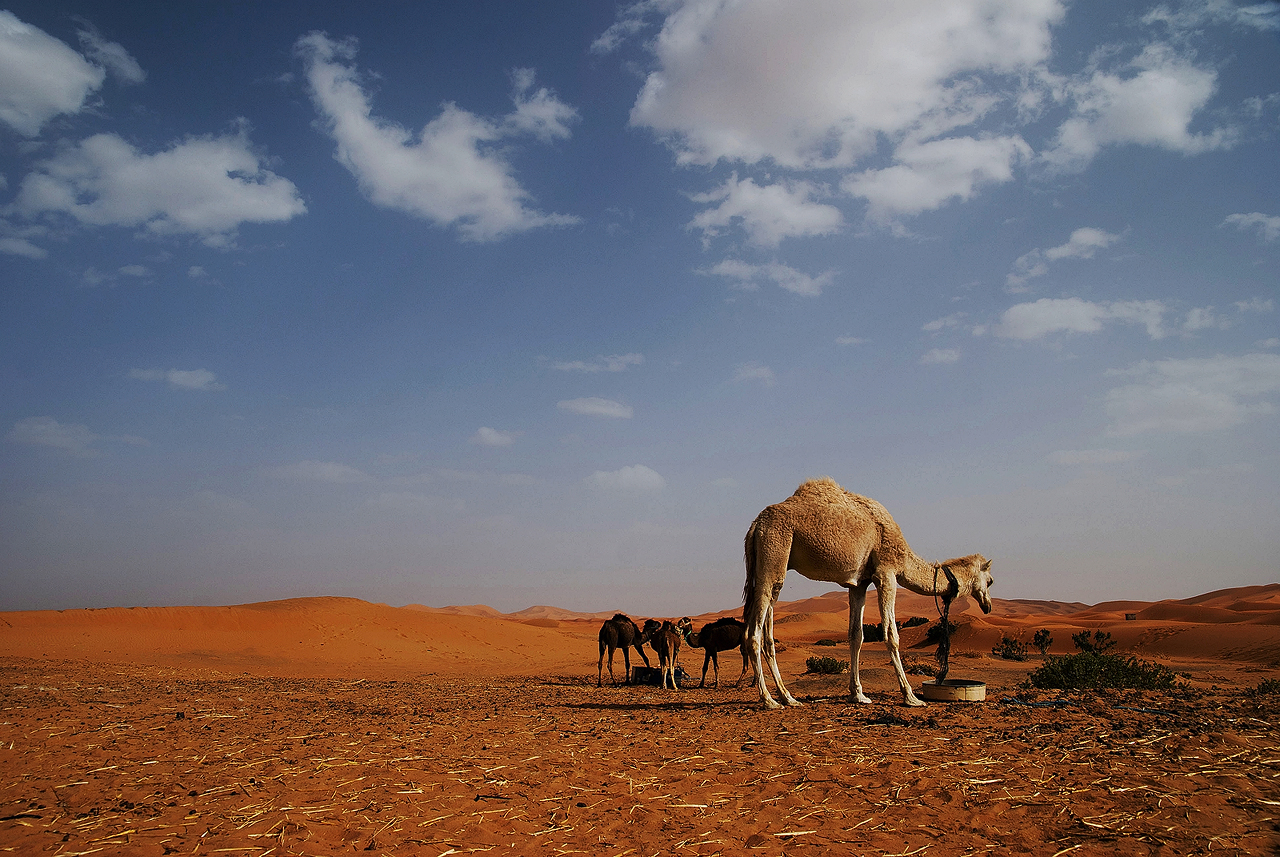 Merzouga