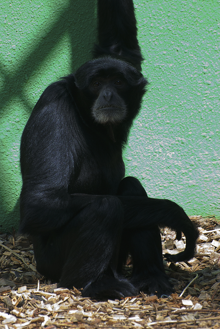 Siamang (Hylobates syndactylus)