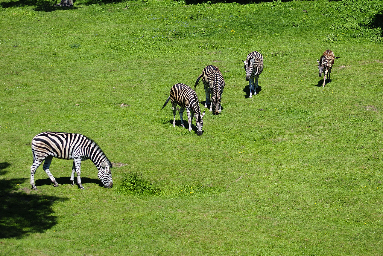 Zebra Chapmanova (Equus quagga chapmanni)