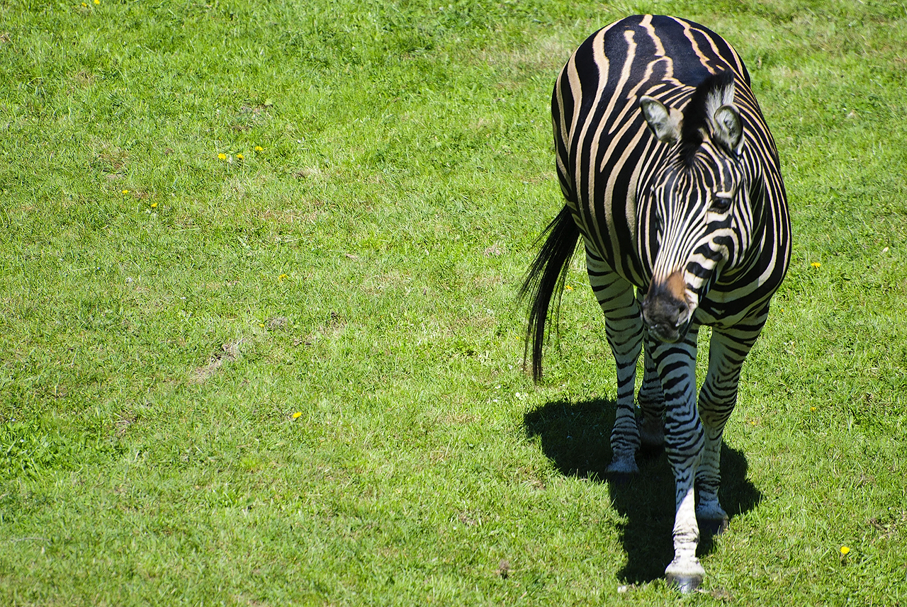 Zebra Chapmanova (Equus quagga chapmanni)