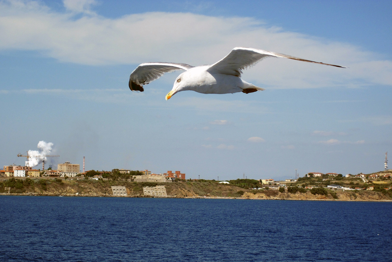 Elba 2011