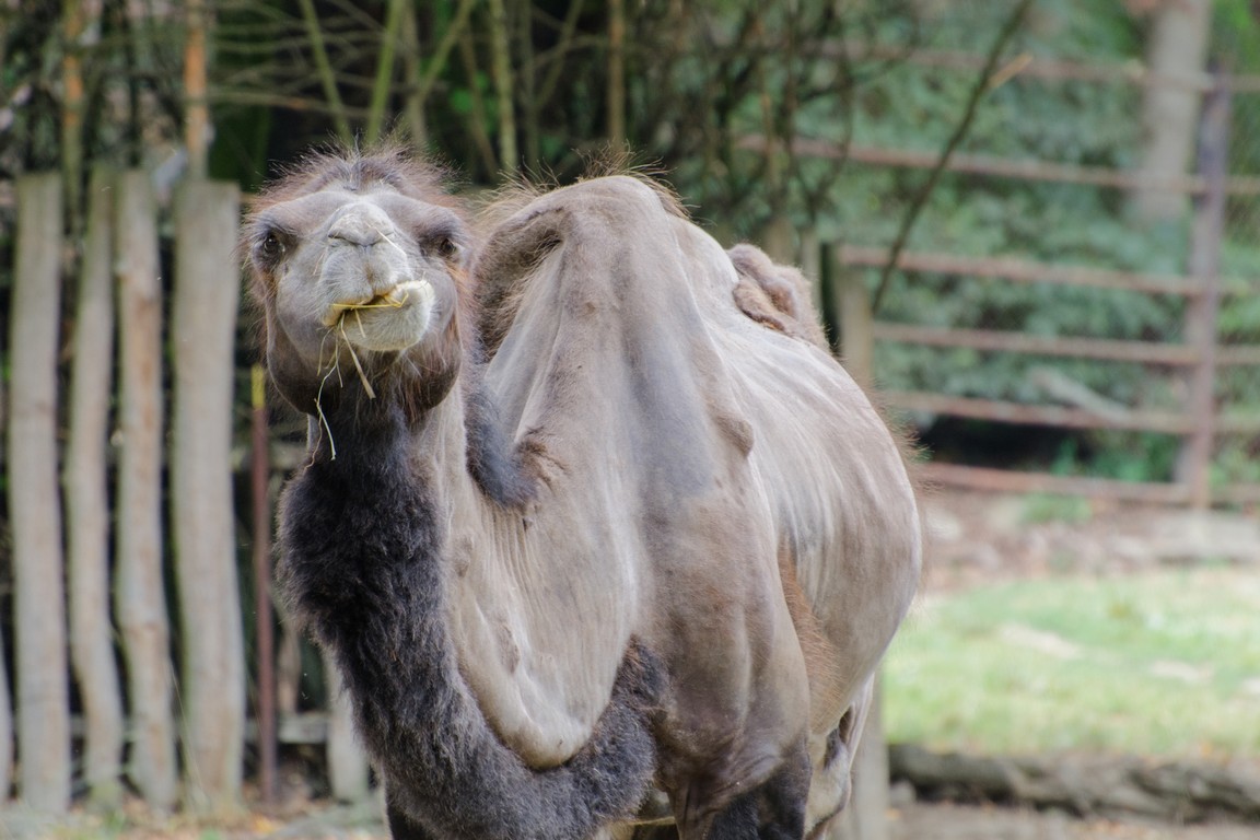 Zoo Brno