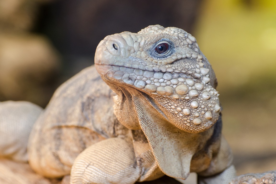 Zoo Brno