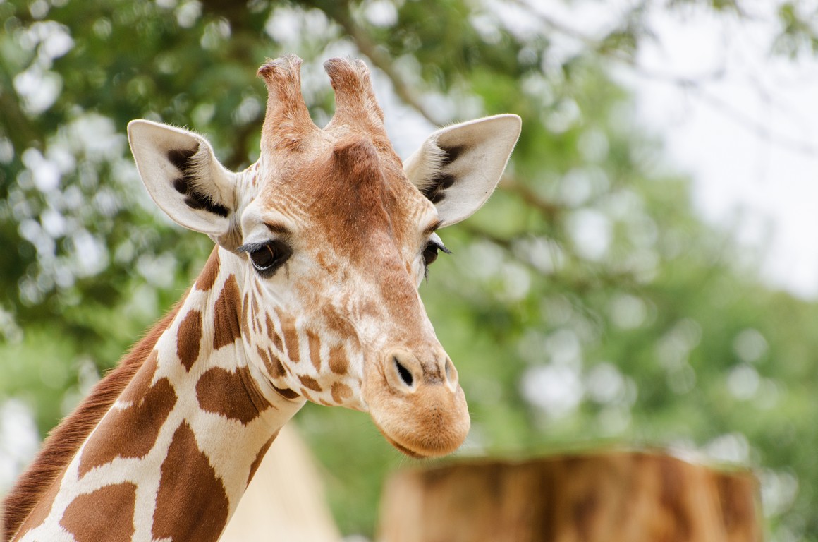 Zoo Brno