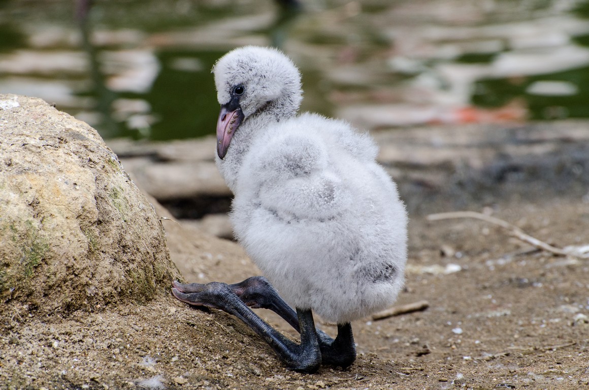 Zoo Jihlava